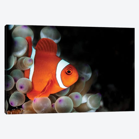 Amphiprion Oceallaris Anemonefish In The Bubble-Tip Anemone Canvas Print #TRK3464} by Alessandro Cere Canvas Art