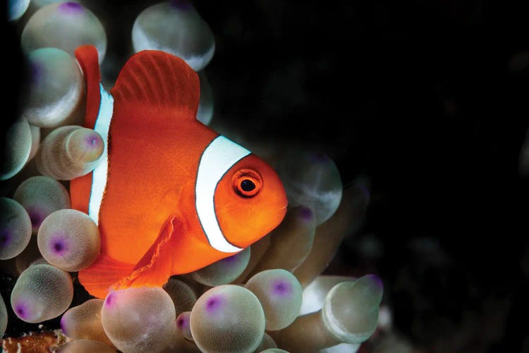 Amphiprion Oceallaris Anemonefish In The Bubble-Tip Anemone