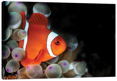 Amphiprion Oceallaris Anemonefish In The Bubble-Tip Anemone Canvas Art Print - Alessandro Cere