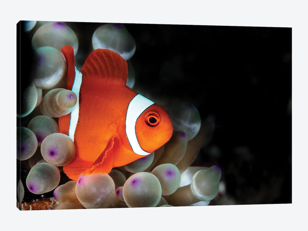 Amphiprion Oceallaris Anemonefish In The Bubble-Tip Anemone by Alessandro Cere 1-piece Canvas Wall Art