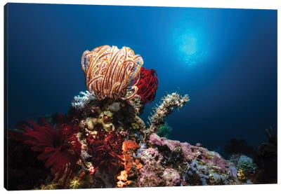 Collection Of Crinoids, Sponges And Corals In The Philippines Canvas Art Print - Alessandro Cere