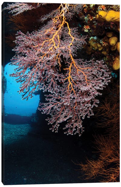Colony Of Soft Corals On The USS Liberty Wreck, Tulamben, Indonesia Canvas Art Print - Alessandro Cere