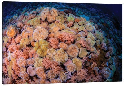 ColorfulSsoft Corals Of Sengalaki, Indonesia Canvas Art Print - Alessandro Cere