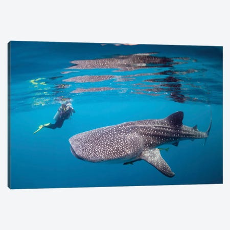 Diver Photographing A Whale Shark Canvas Print #TRK3471} by Alessandro Cere Canvas Art
