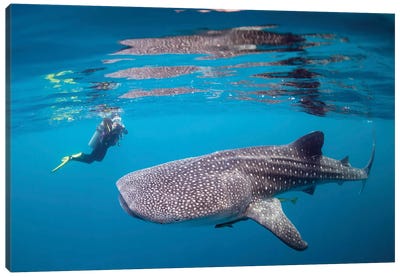 Diver Photographing A Whale Shark Canvas Art Print - Alessandro Cere