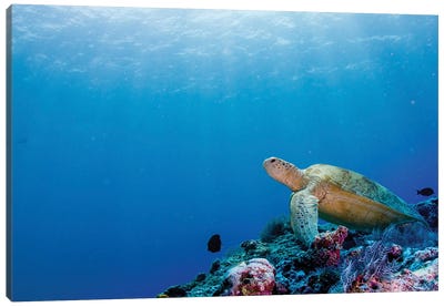 Green Turtle On The Reefs Surrounding Sipadan, Malaysia Canvas Art Print - Alessandro Cere