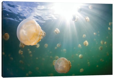 Group Of Golden Jellyfish In Jellyfish Lake, Palau I Canvas Art Print - Alessandro Cere