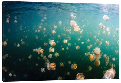 Group Of Golden Jellyfish In Jellyfish Lake, Palau II Canvas Art Print - Alessandro Cere