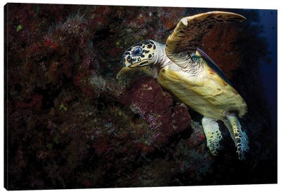 Hawksbill Sea Turtle In The Waters Of Sipadan, Malaysia Canvas Art Print - Alessandro Cere