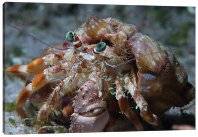 Hermit Crab In The Philippines Canvas Art Print - Alessandro Cere