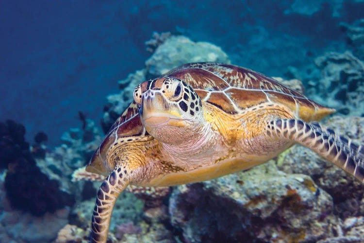 Portrait Of A Green Turtle In The Waters Of Maratua, Indonesia