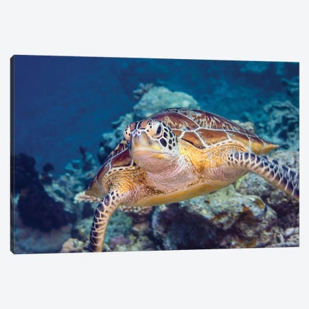 Portrait Of A Green Turtle In The Waters Of Maratua, Indonesia Canvas Print #TRK3486} by Alessandro Cere Canvas Artwork
