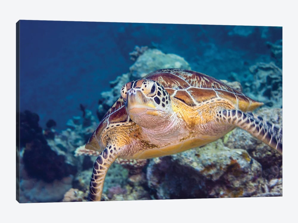 Portrait Of A Green Turtle In The Waters Of Maratua, Indonesia by Alessandro Cere 1-piece Canvas Art