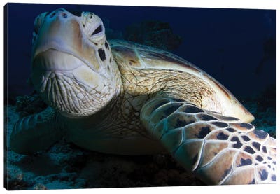 Portrait Of A Green Turtle In The Waters Of Sipadan, Malaysia Canvas Art Print - Alessandro Cere