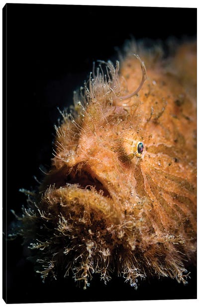 Portrait Of A Hairy Frogfish In Lembeh Strait, Indonesia Canvas Art Print - Alessandro Cere