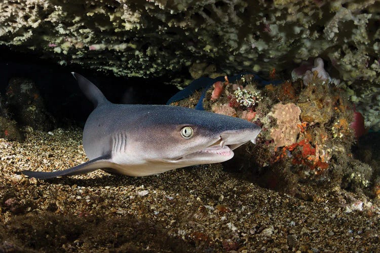 Portrait Of A Whitetip Reef Shark From Bali, Indonesia by Alessandro Cere wall art