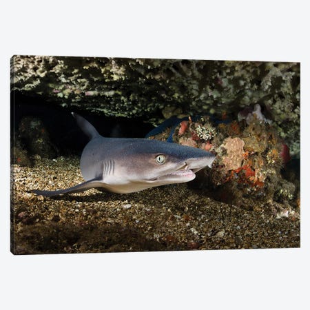 Portrait Of A Whitetip Reef Shark From Bali, Indonesia Canvas Print #TRK3490} by Alessandro Cere Canvas Art