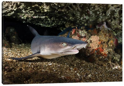 Portrait Of A Whitetip Reef Shark From Bali, Indonesia Canvas Art Print - Alessandro Cere