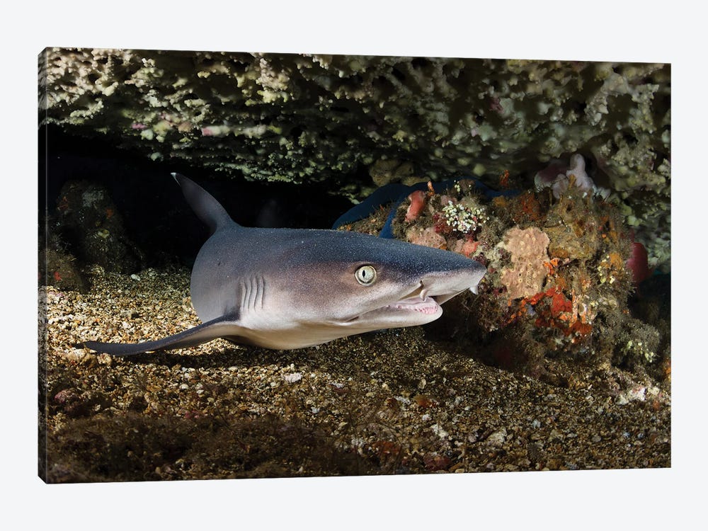Portrait Of A Whitetip Reef Shark From Bali, Indonesia by Alessandro Cere 1-piece Canvas Print