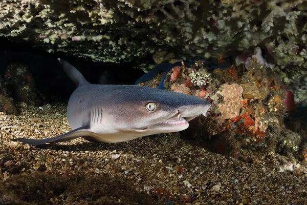 Bali: Portrait Of A Whitetip Reef Shark From Bali, Indonesia by Alessandro Cere