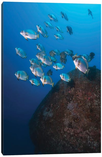 School Of Batfish Over The Wreck Of Alma Jane In The Philippines Canvas Art Print - Alessandro Cere