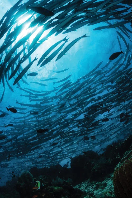 School Of Chevron Barracuda In The Waters Of Sipadan, Malaysia