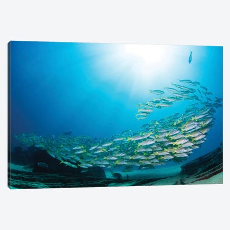 School Of Yellow Snapper Swimming Over The Wreck Of El Vencedor In The Sea Of Cortez Canvas Print #TRK3496} by Alessandro Cere Canvas Art Print