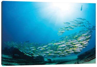 School Of Yellow Snapper Swimming Over The Wreck Of El Vencedor In The Sea Of Cortez Canvas Art Print - Alessandro Cere