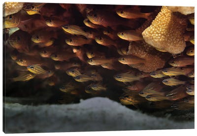 School Of Yellowstriped Cardinalfish Canvas Art Print - Alessandro Cere