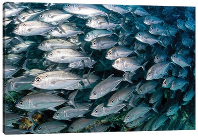 Schooling Jack Fish In The Waters Of Sipadan, Malaysia II Canvas Art Print - Alessandro Cere