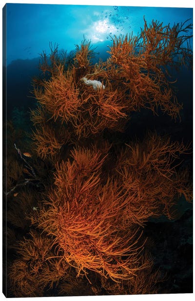 Soft Corals, Sipadan, Malaysia Canvas Art Print - Malaysia