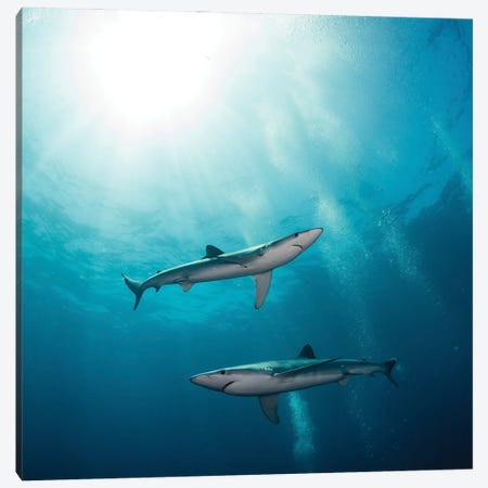 Two Blue Sharks, South Africa Canvas Print #TRK3502} by Alessandro Cere Canvas Art