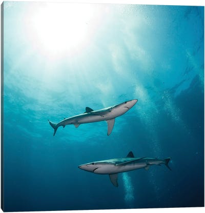 Two Blue Sharks, South Africa Canvas Art Print - Alessandro Cere
