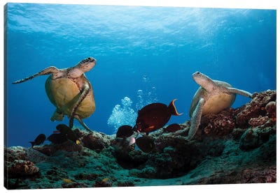 Two Green Turtles Swimming Over The Reefs Surrounding Sipadan, Malaysia Canvas Art Print - Alessandro Cere