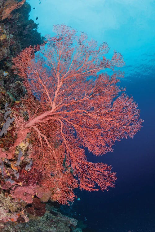 Very Large Sea Fan, Maratua, Indonesia I