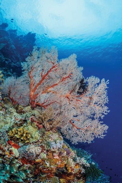 Indonesia: Very Large Sea Fan, Maratua, Indonesia II by Alessandro Cere