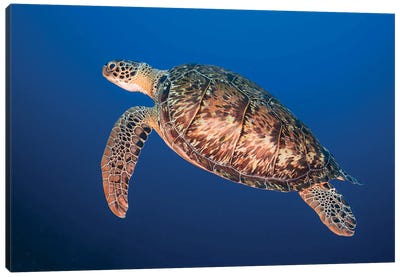 A Hawksbill Sea Turtle Surfacing For Air In Bonaire Canvas Art Print