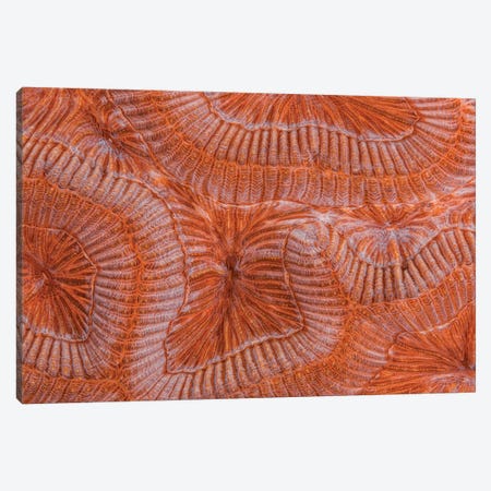 Abstract Close Up Of Grooved Brain Coral Canvas Print #TRK3511} by Beth Watson Art Print