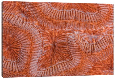 Abstract Close Up Of Grooved Brain Coral Canvas Art Print