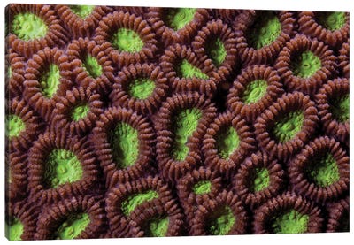 Abstract Green And Brown Coral Polyps, Puerto Galera, Philippines Canvas Art Print