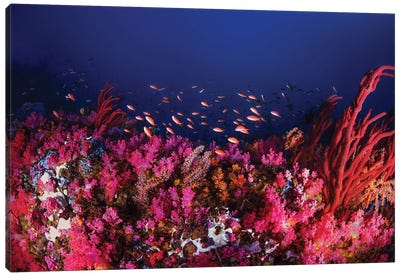 Colorful Reef Scene With Anthias Fish In Puerto Galera, Philippines Canvas Art Print