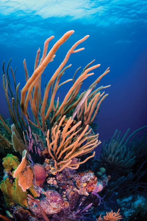 Coral Reef Scene In Bonaire, Caribbean Netherlands