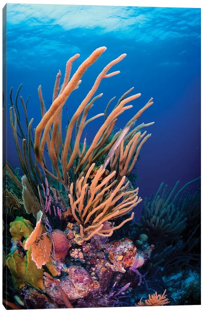 Coral Reef Scene In Bonaire, Caribbean Netherlands Canvas Art Print - Coral Art