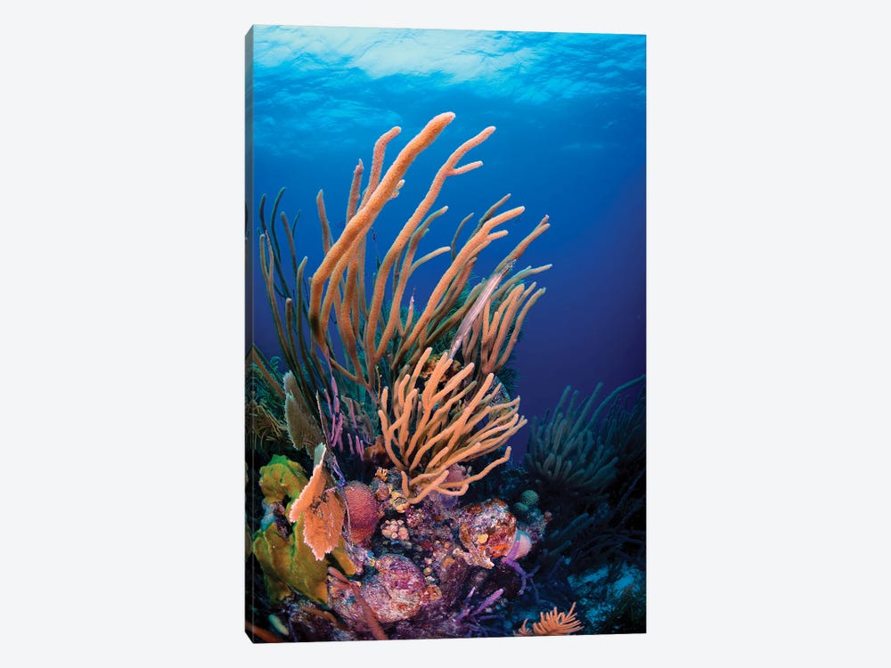 Coral Reef Scene In Bonaire, Caribbean Netherlands by Beth Watson 1-piece Canvas Wall Art