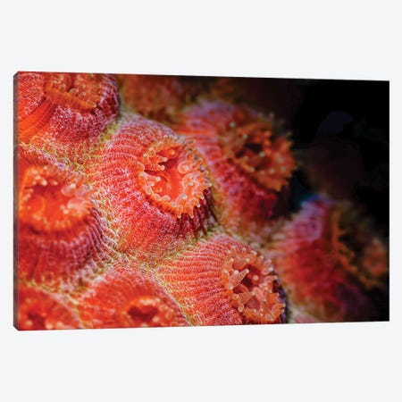 Cup Coral Polyps In Bonaire, Caribbean Netherlands Canvas Print #TRK3519} by Beth Watson Art Print
