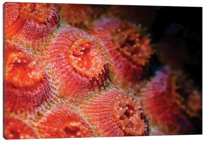 Cup Coral Polyps In Bonaire, Caribbean Netherlands Canvas Art Print