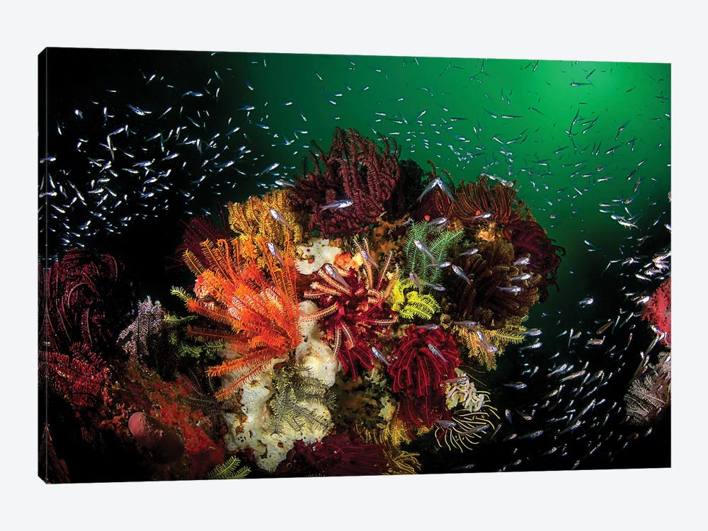 Green Water, Colorful Corals And Glassfish In Komodo National Park, Indonesia by Beth Watson 1-piece Canvas Art Print