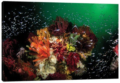 Green Water, Colorful Corals And Glassfish In Komodo National Park, Indonesia Canvas Art Print - Coral Art