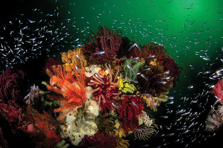 Green Water, Colorful Corals And Glassfish In Komodo National Park, Indonesia