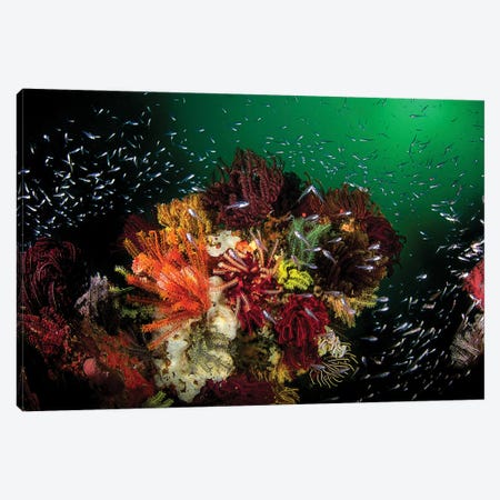 Green Water, Colorful Corals And Glassfish In Komodo National Park, Indonesia Canvas Print #TRK3520} by Beth Watson Canvas Artwork